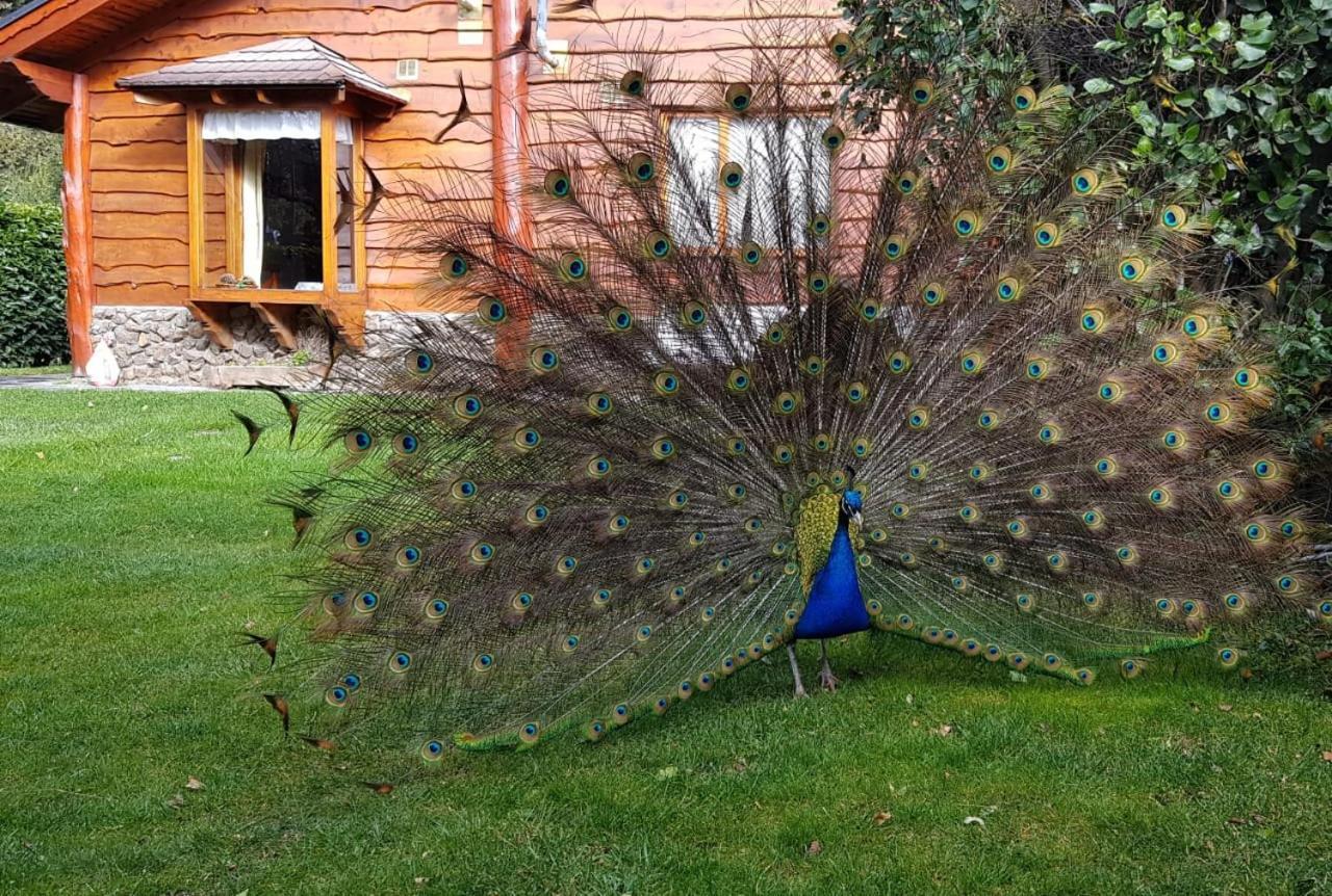 El Aguila Aparthotel San Carlos de Bariloche Bagian luar foto