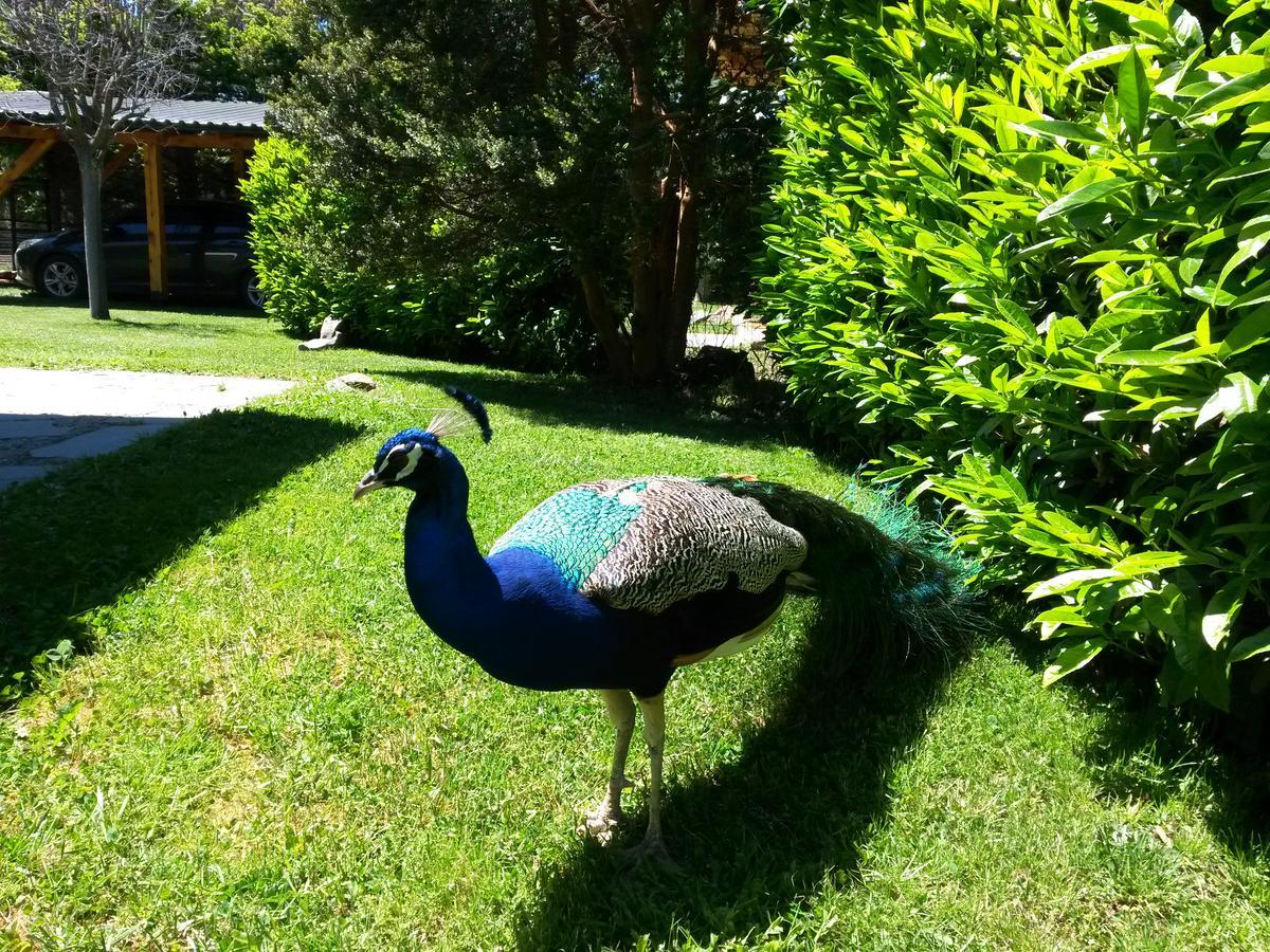 El Aguila Aparthotel San Carlos de Bariloche Bagian luar foto